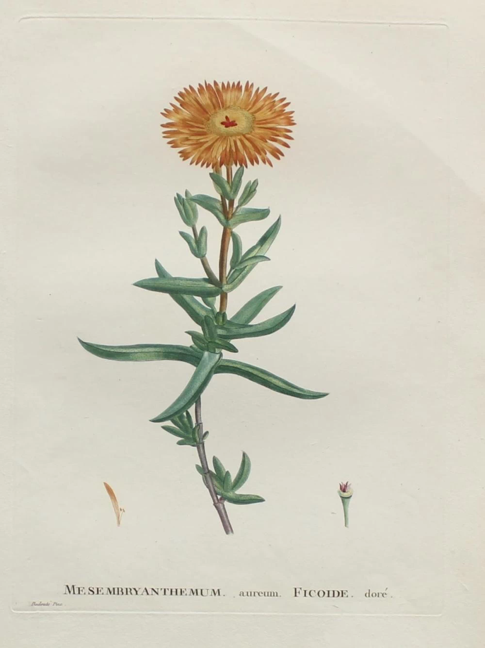 Mesmbryanthemum Ficoide